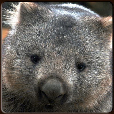 DocWombat Image